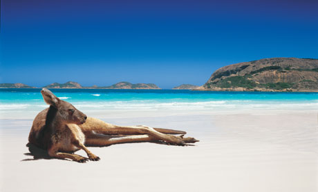 kangaroo-on-the-beach-jpg